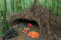 Bowerbird bower [StanCSmith]