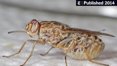 An annual loss of $5 billion in Africa’s food market has been attributed to a ravenous insect