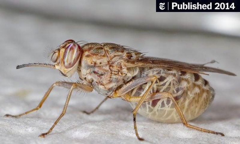 An annual loss of $5 billion in Africa’s food market has been attributed to a ravenous insect