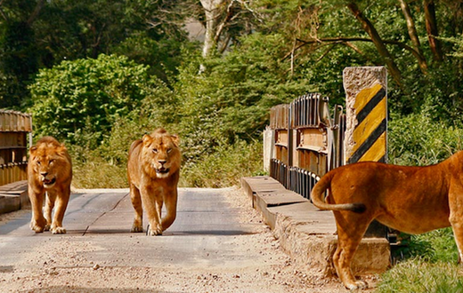 Lions
