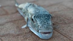 Silver toad (Lagocephalus sceleratus) [Shutterstock]