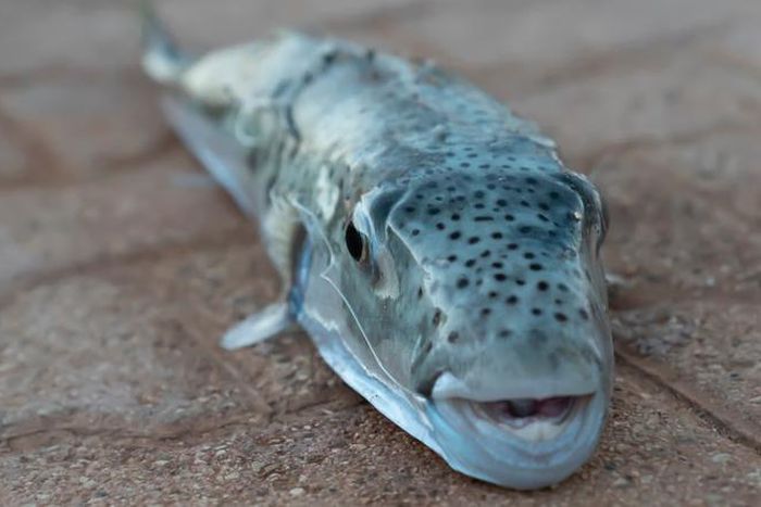 Silver toad (Lagocephalus sceleratus) [Shutterstock]