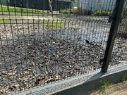 Asphalt that becomes very sticky in warm weather.