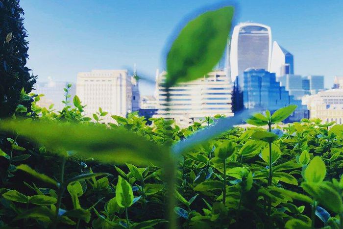 Green Financing: Why emphasis has been put on West Nile financial institutions/COURTESY