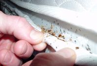 Signs of a bed bug infestation [Safeguardpestcontrol]