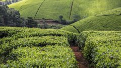 A tea farm in Kenya