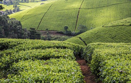 A tea farm in Kenya