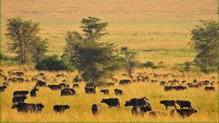 Kidepo valley national park