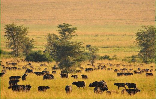 Kidepo valley national park