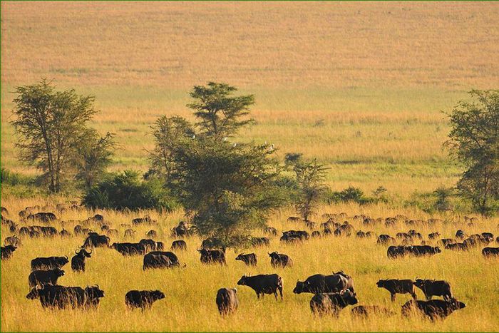 Kidepo valley national park