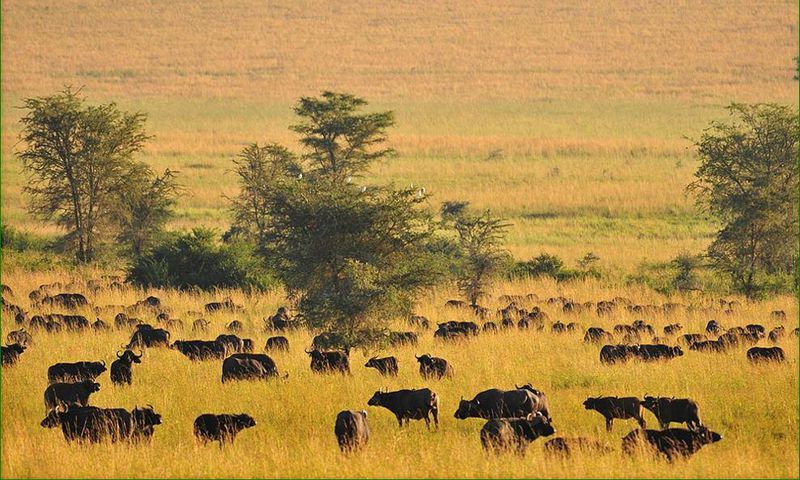 Kidepo valley national park