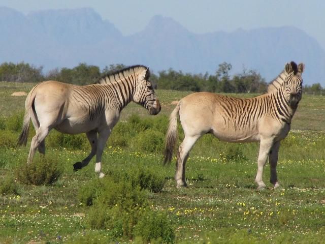 Quagga [2oceanvibeNews]