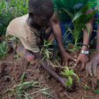 A child is seen planting a tree during the 2023 International Biodiversity Day where NBS TV and partners planted over 1000 trees