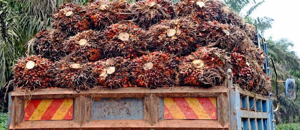 Palm oil production started around 2005 in Kalangala