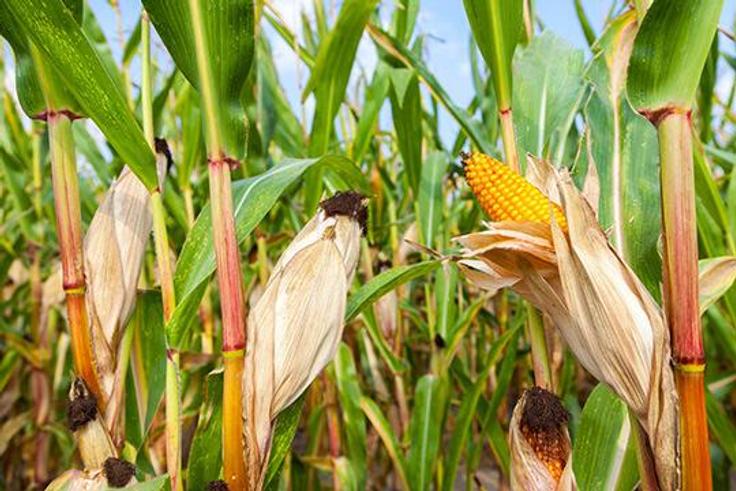 Maize crop