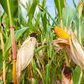 Maize crop