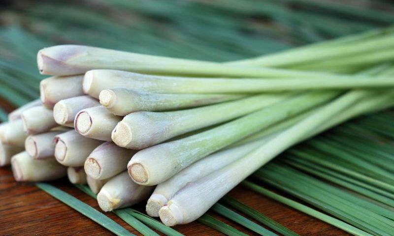 Lemongrass