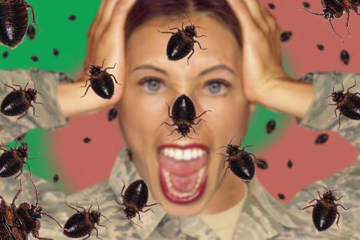Is your home bugs infested [BodyDesignsbyMary]