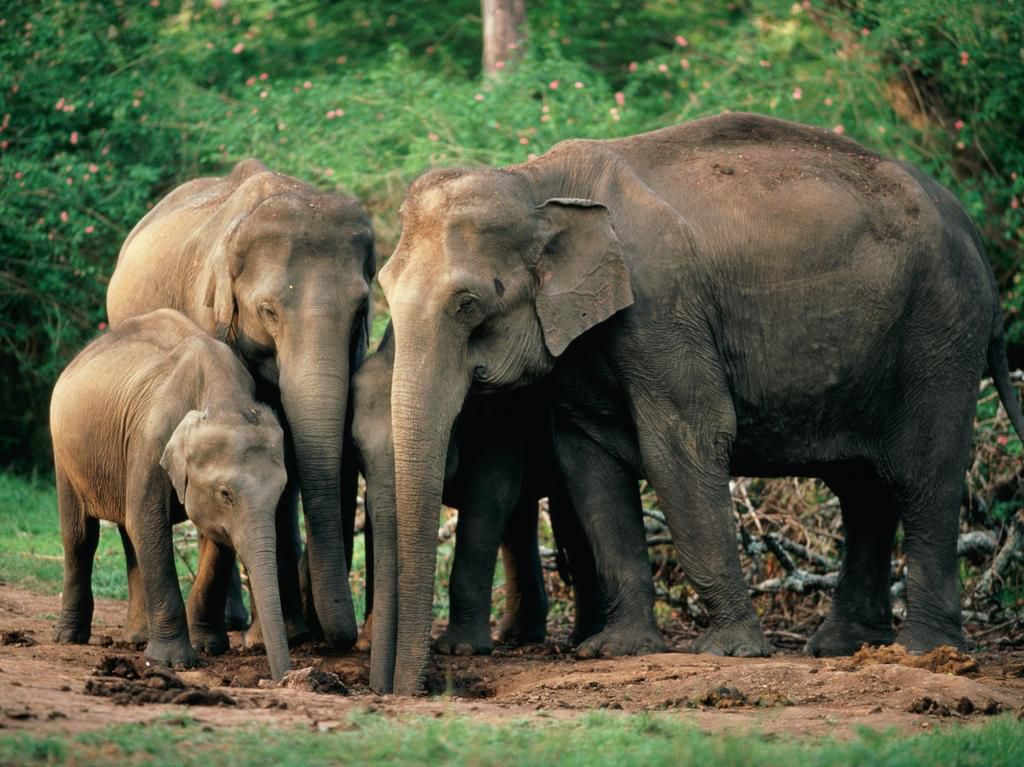 Elephants have the best memory [Businessinsider]