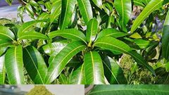 5 surprising home remedies you can make from mango leaves