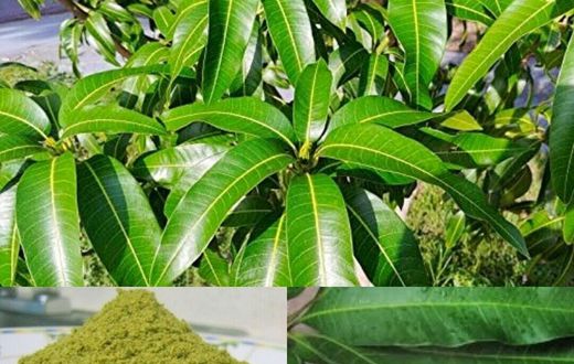 5 surprising home remedies you can make from mango leaves
