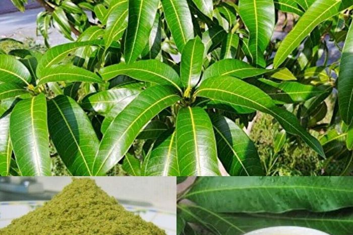 5 surprising home remedies you can make from mango leaves