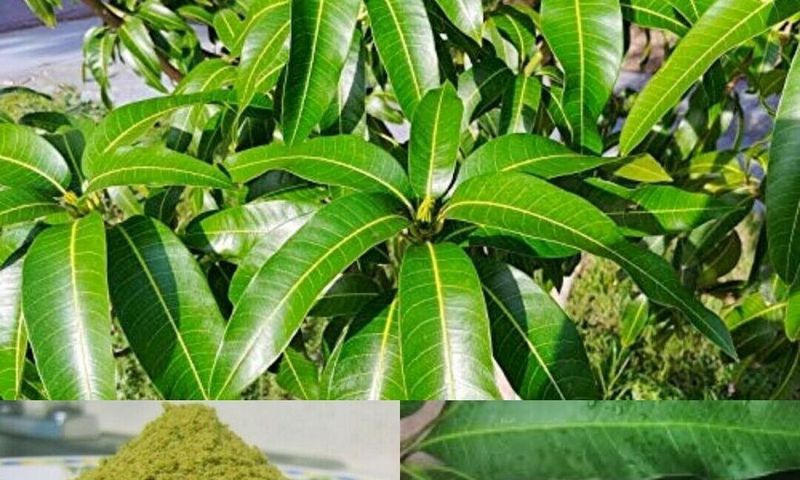 5 surprising home remedies you can make from mango leaves