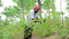 Robert Ezati credits much of this transformation to his collaboration with the Ecological Christian Organization.