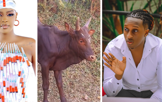 Nina Roz braves scared calf bull for Bruno K's birthday gift/Instgram