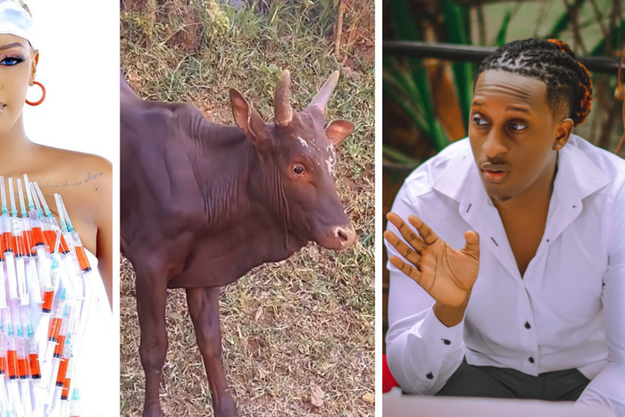 Nina Roz braves scared calf bull for Bruno K's birthday gift/Instgram