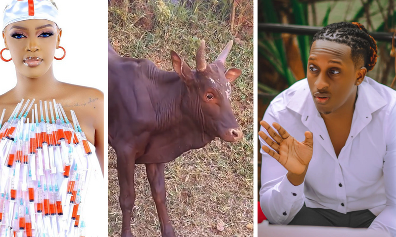 Nina Roz braves scared calf bull for Bruno K's birthday gift/Instgram