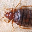 File photo: Bedbug