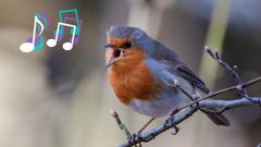 Spiritual meaning of birds singing [flypaper]