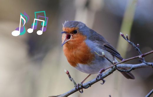 Spiritual meaning of birds singing [flypaper]