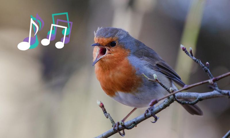 Spiritual meaning of birds singing [flypaper]