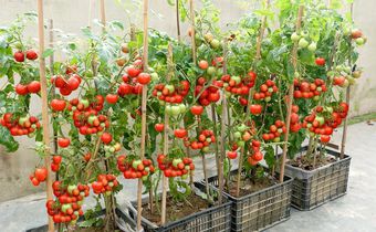 Home gardening helps cut down on grocery bills [Youtube]