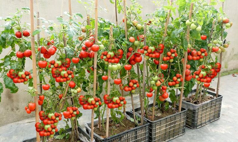 Home gardening helps cut down on grocery bills [Youtube]