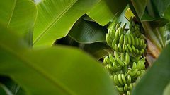 Surprising health benefits of eating and cooking in banana leaves/Courtesy