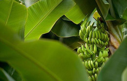 Surprising health benefits of eating and cooking in banana leaves/Courtesy