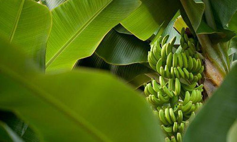 Surprising health benefits of eating and cooking in banana leaves/Courtesy
