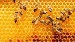 This groundbreaking research found that bees could feel emotions similar to anxiety and depression [Goodfruit]