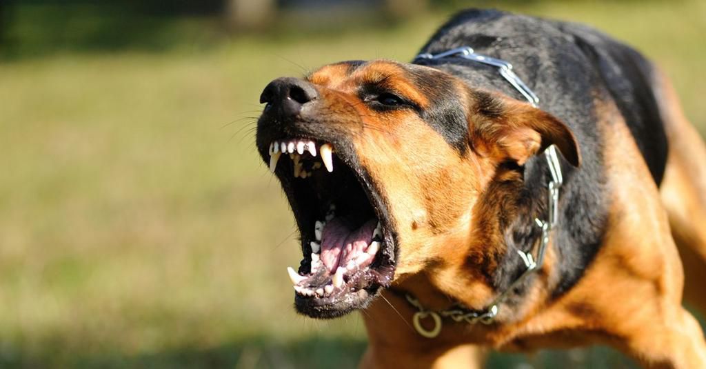 If a dog charges at you, the most important thing is to stay calm