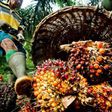 Palm oil production in Kalangala has rapidly boosted household incomes and causes social problems