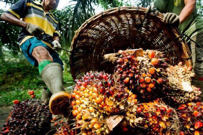 Palm oil production in Kalangala has rapidly boosted household incomes and causes social problems