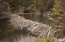 A dam built by beavers [RockyMountain]