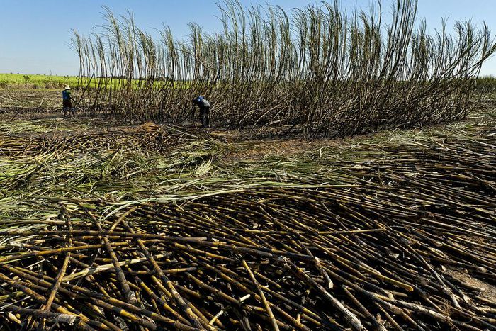 Amuru sugar factory reveals state-of-the-art reforms to curb fire attacks, climate change/Courtesy