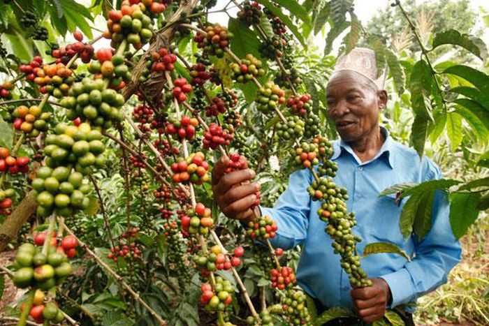 Farmers in West Nile rewarded for quality coffee production
