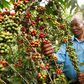 Farmers in West Nile rewarded for quality coffee production