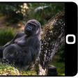'My Gorilla Family' App presents exciting virtual viewership of Bwindi mountain gorillas/Pexels