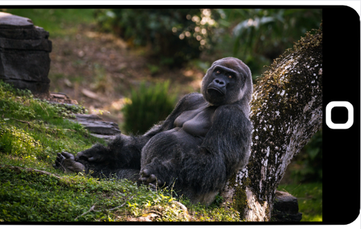 'My Gorilla Family' App presents exciting virtual viewership of Bwindi mountain gorillas/Pexels